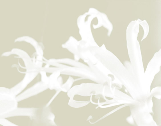 Bl&uuml;te weiss